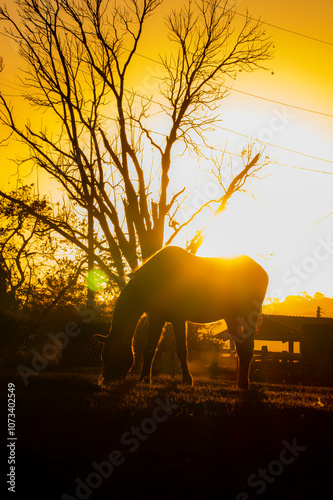 Brazilian Sunset
Very beautiful, the sunsets in brazilian savannah has many colors.