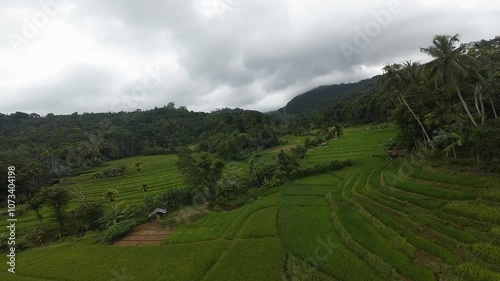 Asian countries paddy field drone footage
