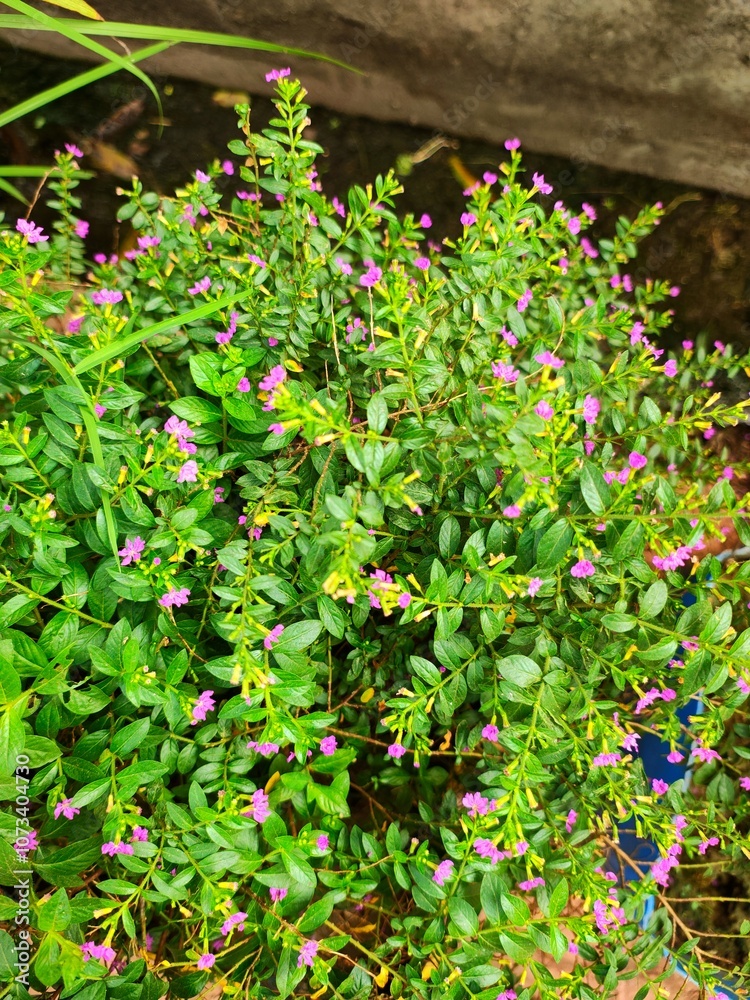Cuphea Hyssopifolia In A Garden On Sunny Day with Fresh Green Plants With Small Purple Flowers, Nature Ecology Cuphea Hyssopifolia In A Garden On Sunny Day with Fresh Green Plants With Small Purple Flowers, Nature Ecology