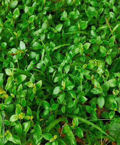 Wallpaper Mural Green leaves natural background, Small plant leaves in the garden, Vibrant background in Tropical forest Torontodigital.ca