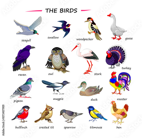 Set of illustrations of birds. Drawings for encyclopedia or for kids school textbook. Educational page for children to study English language and words. Hand drawn vector images.