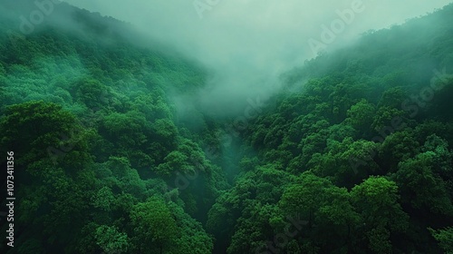 A dense forest shrouded in a mystical veil of fog presents a serene and captivating scene