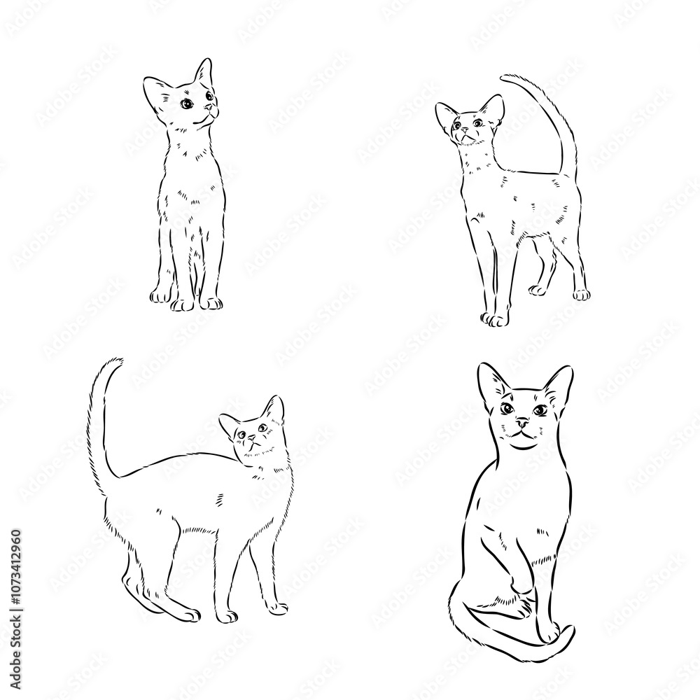 Abyssinian, cat breeds illustration with inscription, hand drawn doodle, sketch Abyssinian, cat breeds illustration with inscription, hand drawn doodle, sketch