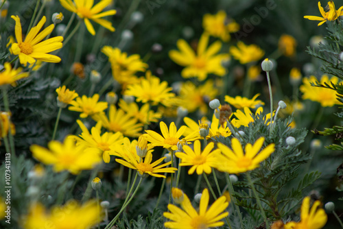 A nice close-up detail of the Euryops pectinatus plant. photo