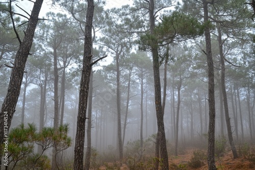 Wallpaper Mural Misty Forest Landscape Torontodigital.ca
