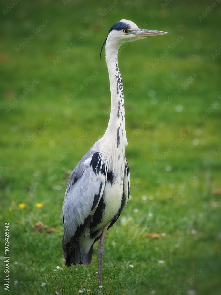 Fototapeta premium Gray Heron (Ardea cinerea) on the grass, green background, Big bird