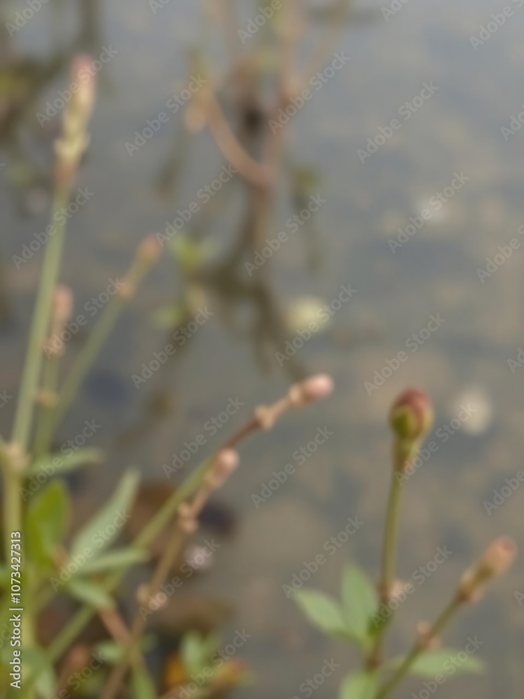 Blurred natural background of water and plants in a serene setting, outdoor, blurred Blurred natural background of water and plants in a serene setting, outdoor, blurred