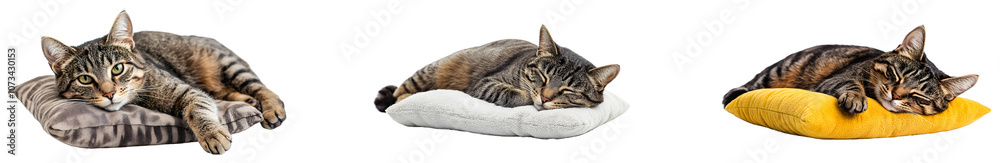 Tabby cats resting on cozy cushions during a sunny afternoon isolated on transparent background Tabby cats resting on cozy cushions during a sunny afternoon isolated on transparent background
