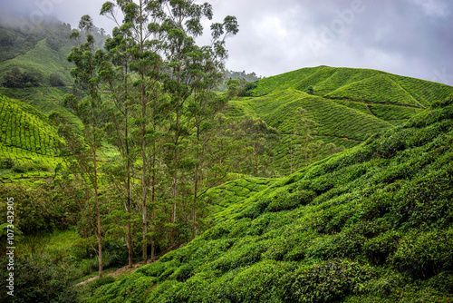 Nestled in rolling hills, the tea farm is gently embraced by morning fog creating a mystical scene where lush green leaves peek through the mist offering a serene and tranquil start to the day.