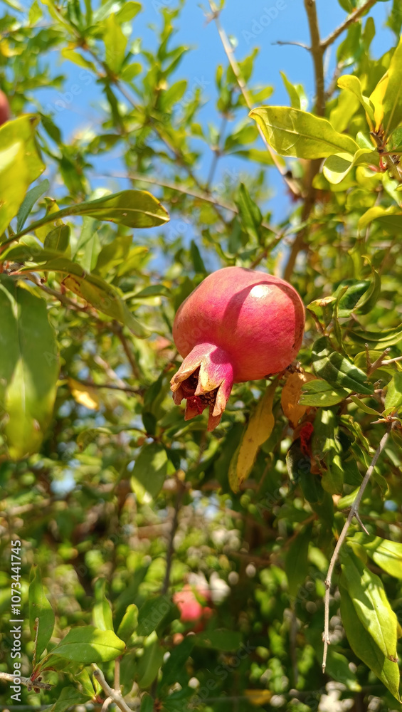 Pomegranate