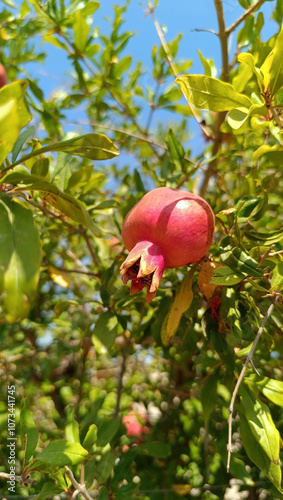 Obraz na płótnie Pomegranate w salonie