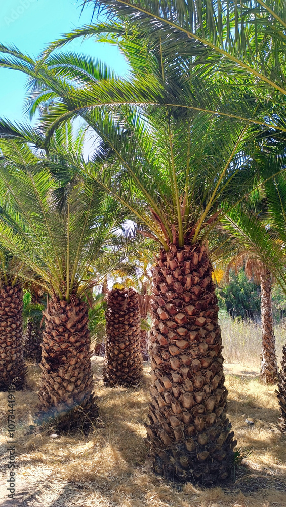 Date Palm Tree