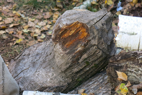 Wallpaper Mural log that was gnawed by beavers Torontodigital.ca