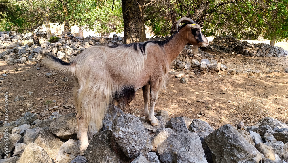 goat on a rock on a greece island goat on a rock on a greece island