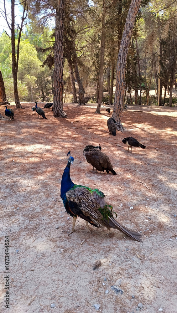 pheasant forrest plaka kos island