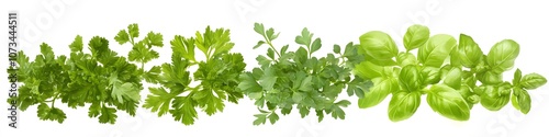 Display of leafy herbs like parsley, basil, and cilantro, each with delicate leaves and vibrant green tones, arranged on a pure white background. Vector art, no shadows, 4k resolution, white