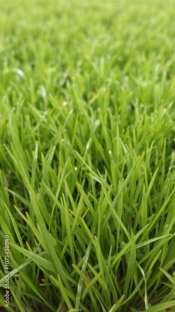 Close-up photo of lush green grass texture background, healthy, eco-friendly Close-up photo of lush green grass texture background, healthy, eco-friendly