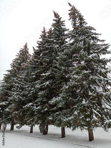 pine tree in snow