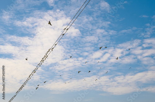 A wire with many birds flying above it