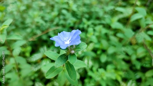 Blue flower, Evolvulus nuttallianus or shaggy dwarf morning-glory is a species of flowering plant in the morning-glory family photo