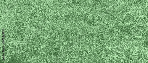 Background for Christmas with pine needles and small pine cones