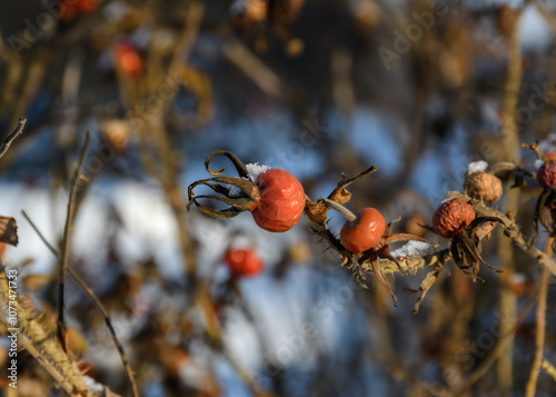 A branch of rose hips with orange fruits of the bush dusted with white snow, close-up. Winter sunny frosty day, direct sun light