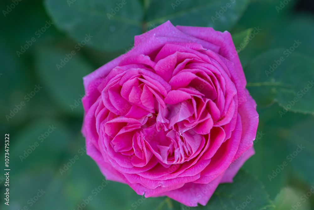 pink rose macro detail shot (focus is specially adjusted) pink rose macro detail shot (focus is specially adjusted)