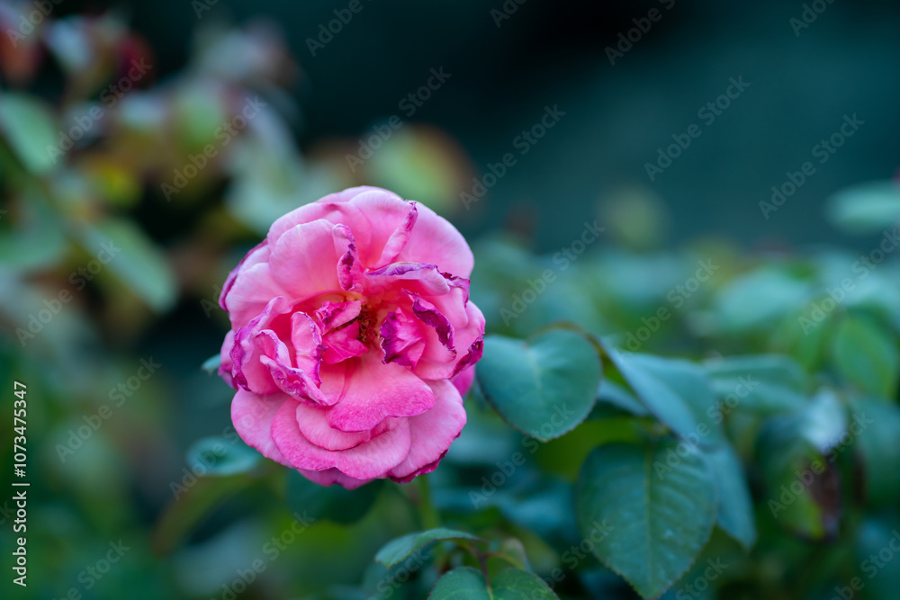 pink rose macro detail shot (focus is specially adjusted) pink rose macro detail shot (focus is specially adjusted)