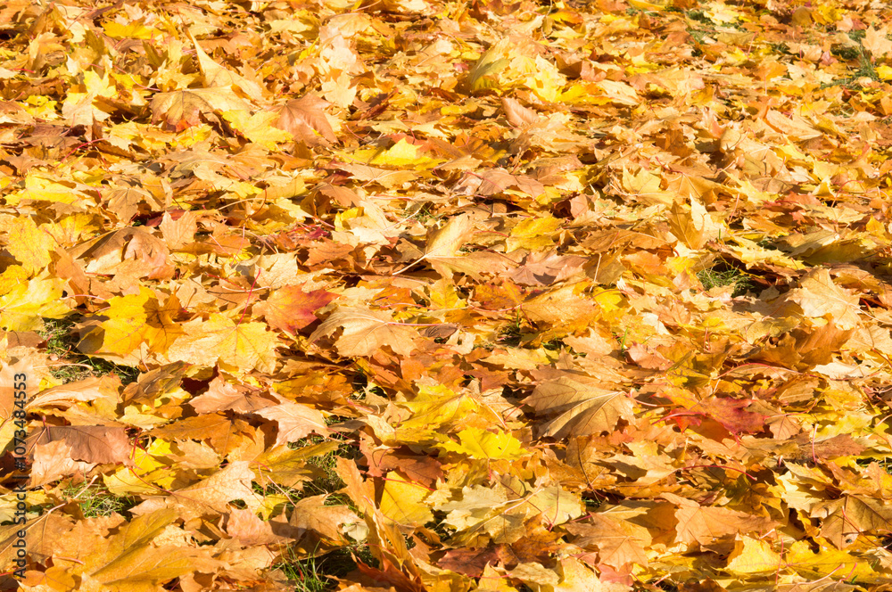 Autumn background from a carpet of yellow tree leaves
Autumn background from a carpet of yellow tree leaves