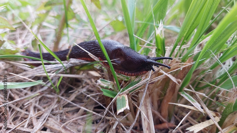 Fototapeta premium Black snail on grass