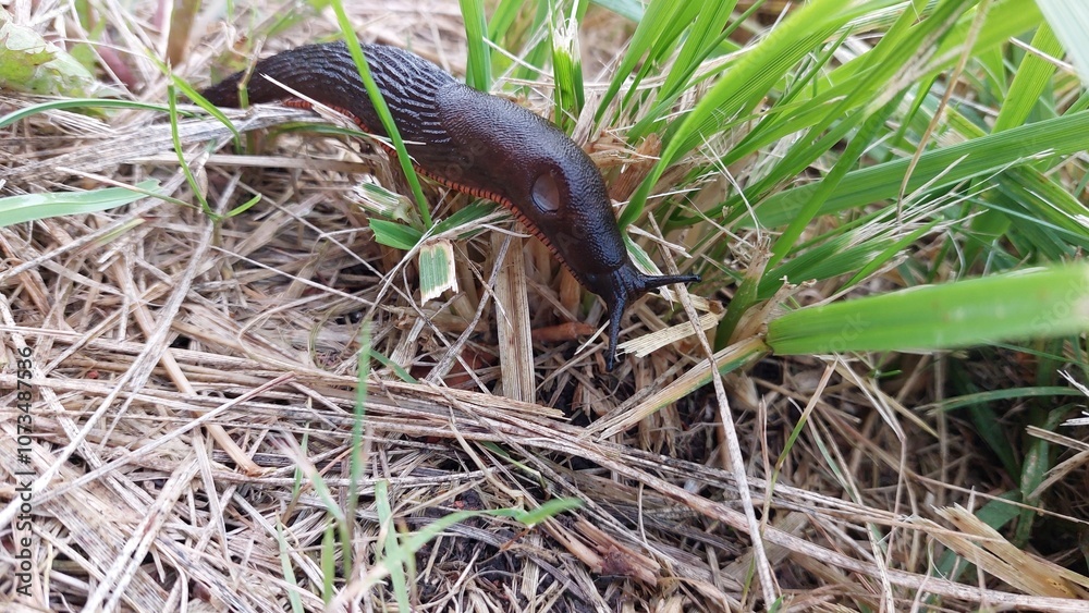 Naklejka premium Black snail on grass