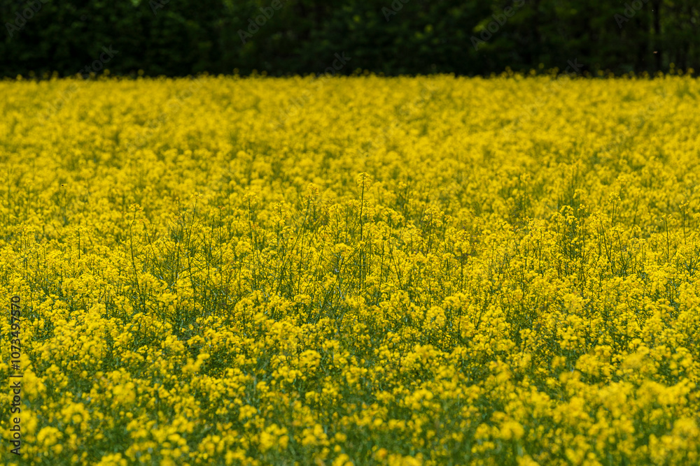 Rapeseed field