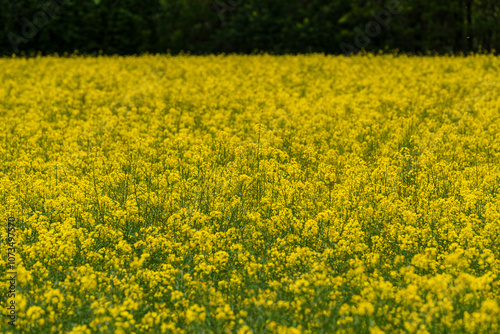 Obraz na płótnie Rapeseed field w salonie