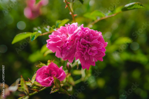 Close-up of Pink Roses in Bloom