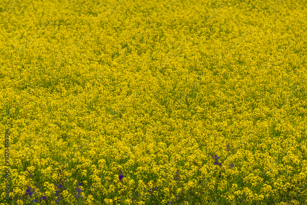 Rapeseed field