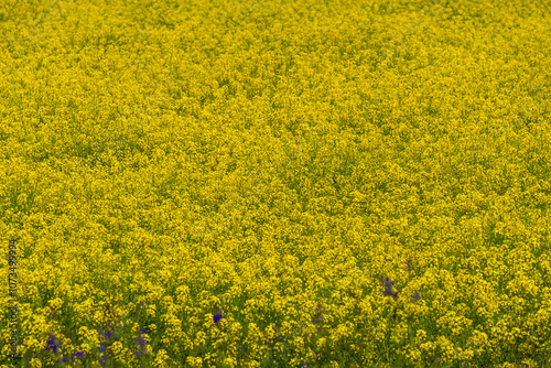 Obraz na płótnie Rapeseed field w salonie