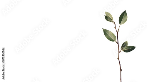 Twig with leaves transparent background