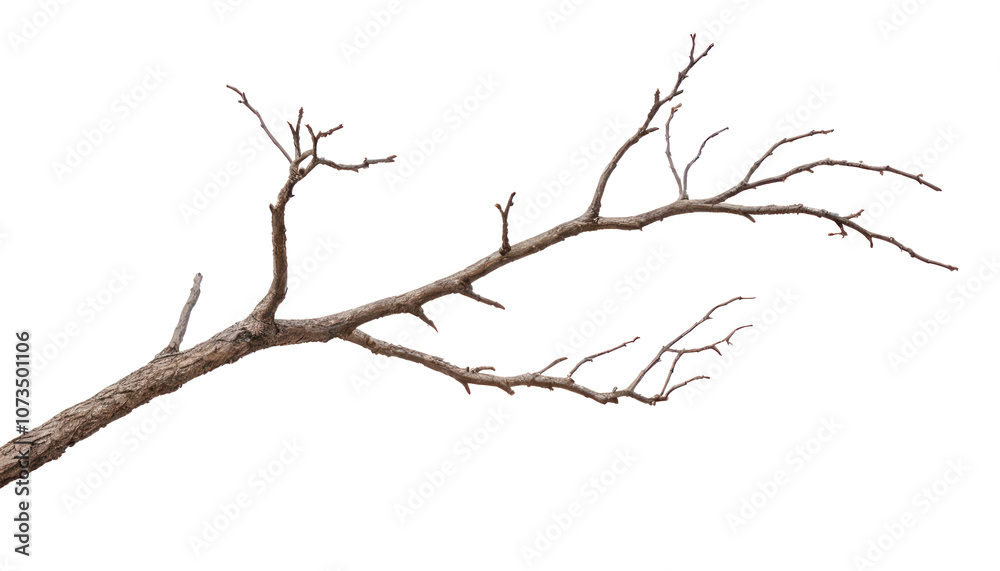 Dry branch of a tree isolated on a white background, PNG background