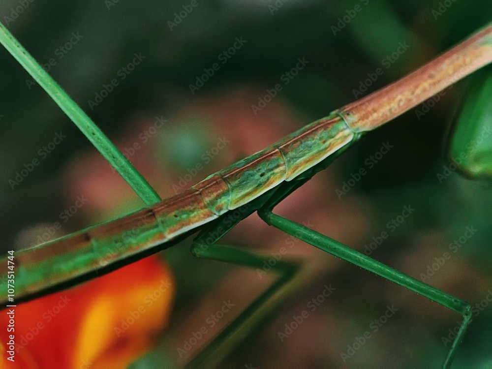 Body of Praying Mantis resting on orange flower. Nature bokeh background
Body of Praying Mantis resting on orange flower. Nature bokeh background