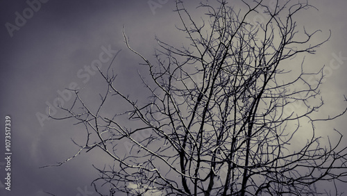 Photos lifeless tree dead tree Refers to loneliness, sadness, disappointment