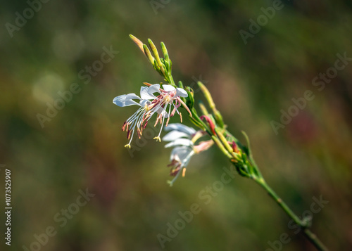 Longflower Beeblossom along the Shadow Creek Ranch Nature Trail in Pearland, Texas