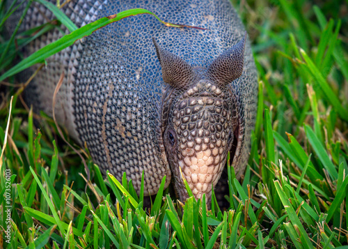 Close-up  of a Armadillo in the grass showing nice detail and texture.