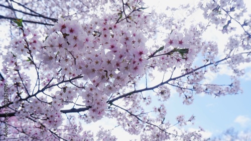 A full blooming soft pink cherry blossom with soft sunlight and blue sky background, beautiful flower concept, Soft focus photo