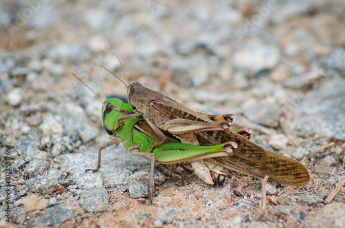A pair of brown male and green female grasshoppers are mating in the grass, or making love or having intercourse or reproducing or breeding.
Insects interbreed