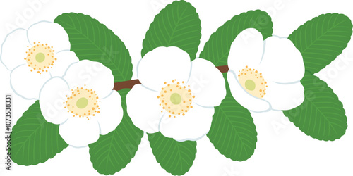Ulmo (Eucryphia cordifolia) branch with flowers and leaves. Vector illustration on white background.