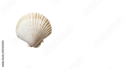 Seashell transparent background