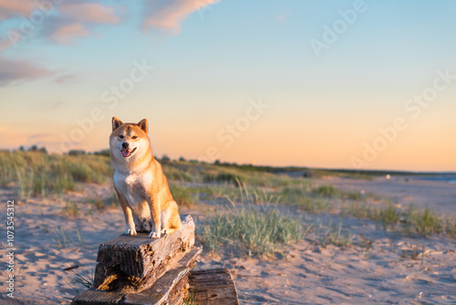 Fototapeta Naklejka Na Ścianę i Meble -  A red Shiba Inu dog is sitting on the wooden timber on the Baltic Sea beach on at Summer during the sunset