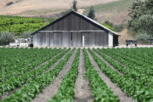 Farm Barn Rows Vegetables Rural America