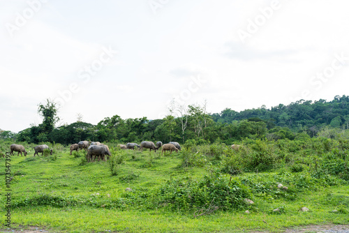 Thai buffalo, happy, dirty, looking, life of buffalo at countryside in big neutral field.