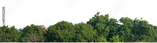 Green trees isolated are forest on transparent background.Forest and foliage in summer with cut path and alpha channel, high resolution..